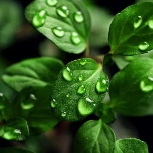 alibarbar chupa chups competitive market share chart 2026